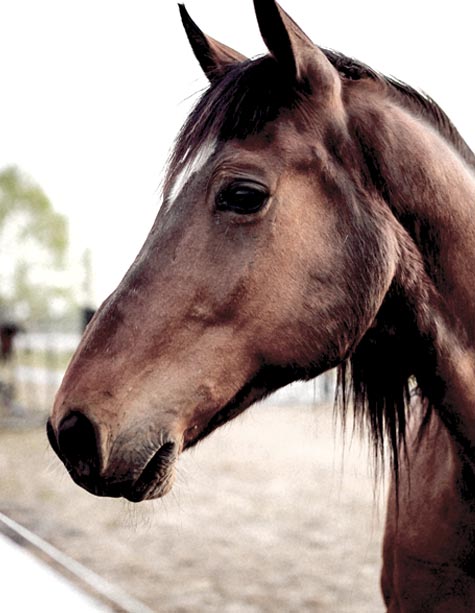 Horse Riding