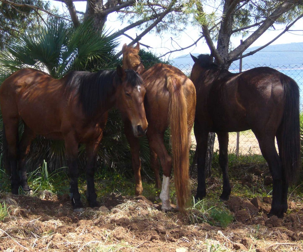 algheroresort-horseriding-001